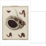 Fly head by Adam Wolfgang Winterschmidt