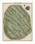 Gold specimen by Adam Wolfgang Winterschmidt