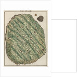 Gold specimen by Adam Wolfgang Winterschmidt