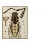 Fly by Adam Wolfgang Winterschmidt