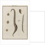 Burdock by Adam Wolfgang Winterschmidt