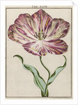 Tulip by Adam Wolfgang Winterschmidt