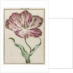 Tulip by Adam Wolfgang Winterschmidt