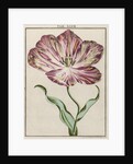 Tulip by Adam Wolfgang Winterschmidt