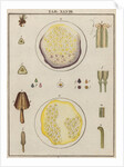 Tulip reproductive system by Adam Wolfgang Winterschmidt