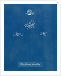 Polysiphonia parasitica by Anna Atkins