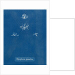 Polysiphonia parasitica by Anna Atkins