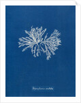 Polysiphonia cristata by Anna Atkins