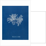 Polysiphonia cristata by Anna Atkins