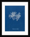 Polysiphonia cristata by Anna Atkins