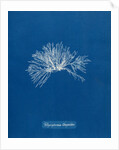 Verebrata thuyoides by Anna Atkins