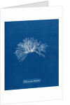 Verebrata thuyoides by Anna Atkins