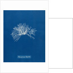 Verebrata thuyoides by Anna Atkins