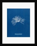 Verebrata thuyoides by Anna Atkins