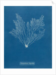 Verebrata thuyoides by Anna Atkins
