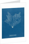 Verebrata thuyoides by Anna Atkins