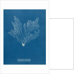 Verebrata thuyoides by Anna Atkins