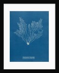 Verebrata thuyoides by Anna Atkins