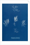 Verebrata fruticulosa by Anna Atkins