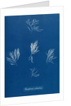 Verebrata fruticulosa by Anna Atkins