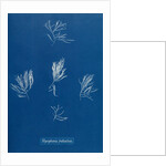 Verebrata fruticulosa by Anna Atkins