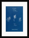Verebrata fruticulosa by Anna Atkins