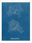 Verebrata fruticulosa by Anna Atkins
