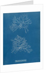 Verebrata fruticulosa by Anna Atkins