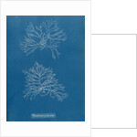 Verebrata fruticulosa by Anna Atkins