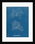 Verebrata fruticulosa by Anna Atkins