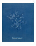 Verebrata subulifera by Anna Atkins