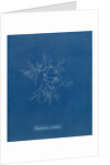 Verebrata subulifera by Anna Atkins