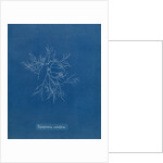 Verebrata subulifera by Anna Atkins