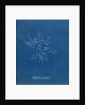 Verebrata subulifera by Anna Atkins