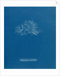 Leptosiphonia fibrillosa by Anna Atkins