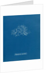 Leptosiphonia fibrillosa by Anna Atkins