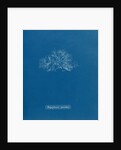 Leptosiphonia fibrillosa by Anna Atkins