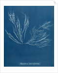 Polysiphonia nigra by Anna Atkins