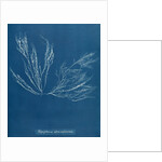 Polysiphonia nigra by Anna Atkins