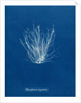 Polysiphonia nigrescens by Anna Atkins