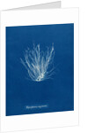 Polysiphonia nigrescens by Anna Atkins