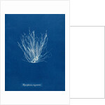 Polysiphonia nigrescens by Anna Atkins