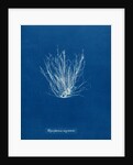 Polysiphonia nigrescens by Anna Atkins