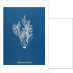 Polysiphonia nigrescens by Anna Atkins