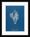 Polysiphonia nigrescens by Anna Atkins