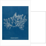 Polysiphonia nigrescens by Anna Atkins