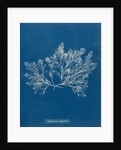 Polysiphonia nigrescens by Anna Atkins