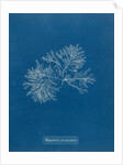 Polysiphonia nigrescens by Anna Atkins