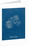 Polysiphonia nigrescens by Anna Atkins