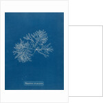 Polysiphonia nigrescens by Anna Atkins